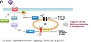 chronic-bpa-exposure-and-b-estrogen-receptor-w