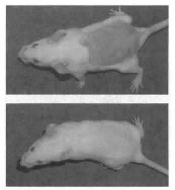 Top: Mouse treated with estrogen. Bottom = normal hair growth. 